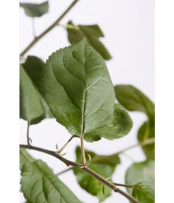 Winterapfel 'Roter Boskoop' -Haus Pflanzen Welt 7745409 PR DE 001 ApfelRoterBoskoopMalusBusch95LiterDehnerExpressZS