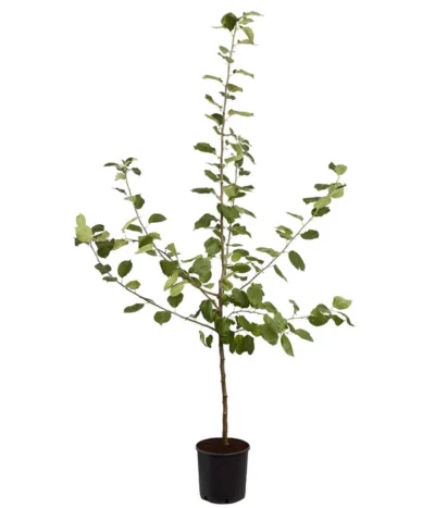 Winterapfel 'Roter Boskoop' 12 Winterapfel 'Roter Boskoop' -Haus Pflanzen Welt 7745409 PR FS 001 ApfelRoterBoskoopMalusBusch95LiterDehnerExpressZS