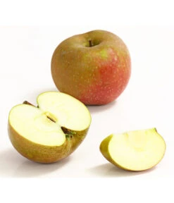 Winterapfel 'Roter Boskoop' -Haus Pflanzen Welt 7745409 WE DE 002 ApfelBoskoopDehnerExpressHerzig