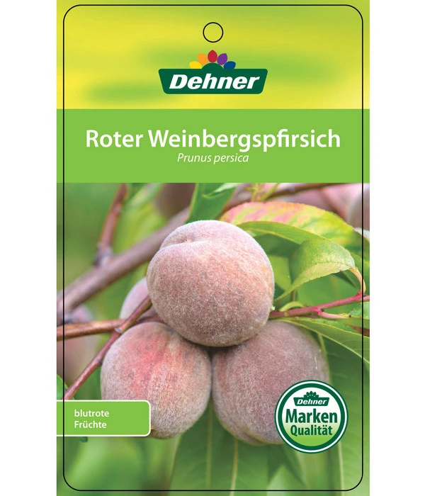 Dehner Pfirsich 'Roter Weinbergpfirsich' 5 Dehner Pfirsich 'Roter Weinbergpfirsich' – Bild 3