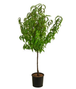 Dehner Pfirsich 'Roter Weinbergpfirsich' 7 Dehner Pfirsich 'Roter Weinbergpfirsich' -Haus Pflanzen Welt 7745607 WE FS 002 RoterWeinbergpfirsichDehnerExpressHerzig