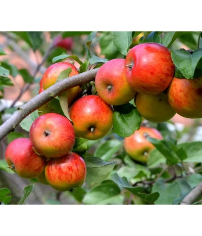 Sommerapfel 'Roter James Grieve'