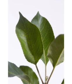 Sommerapfel 'Roter James Grieve' 9 Sommerapfel 'Roter James Grieve' -Haus Pflanzen Welt 7745730 PR DE 001 ApfelRoterJamesGrieveMalusBusch95LiterDehnerExpressZS