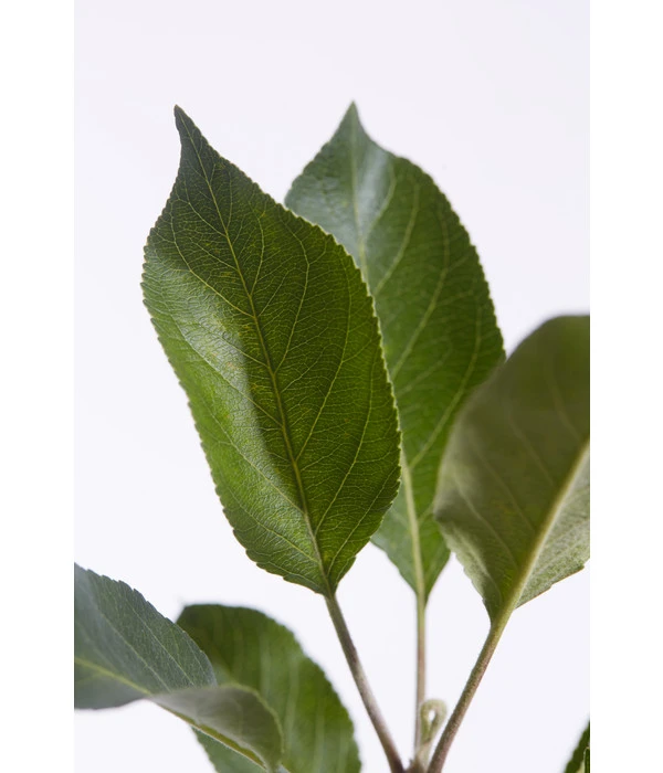 Sommerapfel 'Roter James Grieve' 5 Sommerapfel 'Roter James Grieve' – Bild 3