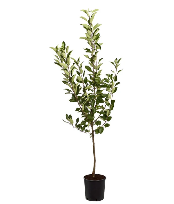 Sommerapfel 'Roter James Grieve' 4 Sommerapfel 'Roter James Grieve' – Bild 2