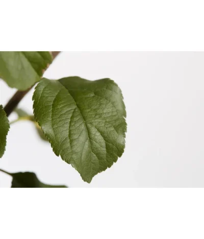 Herbstapfel 'Rubinola' 9 Herbstapfel 'Rubinola' -Haus Pflanzen Welt 7747165 PR DE 001 ApfelRubinolaMalusBusch95LiterDehnerExpressZS