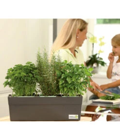 GREENBAR® Naschtomate -Haus Pflanzen Welt 7750482 WE MO 003 GreenbarAnleitungIndoorSeidl