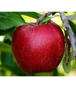 Säulenapfel 'Redcats' -Haus Pflanzen Welt 7752462 PR DE 001 MalusApfelRedcatsPixabay