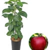 Säulenapfel 'Redcats' -Haus Pflanzen Welt 7752462 WE FS 001 SaeulenapfelRedcats