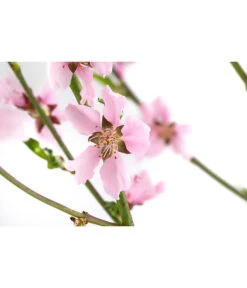 Säulennektarine 'Fantasia' 7 Säulennektarine 'Fantasia' -Haus Pflanzen Welt 7752710 WE DE 001 PrunusSauelennektarineFantasia