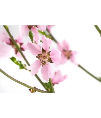 Säulennektarine 'Fantasia' -Haus Pflanzen Welt 7752710 WE DE 001 PrunusSauelennektarineFantasia