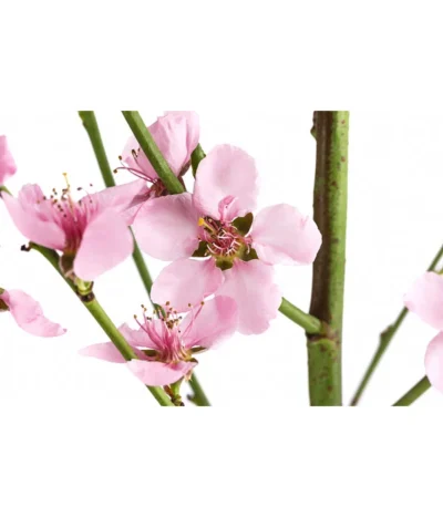 Säulenpfirsich 'Aida' -Haus Pflanzen Welt 7752728 WE DE 001 PrunusSauelenpfirsichAida