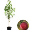 Säulenpfirsich 'Aida' -Haus Pflanzen Welt 7752728 WE FS 001 SaeulenpfirsichAida