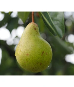 Säulenbirne 'Obelisk' -Haus Pflanzen Welt 7754989 PR DE 001 PyrusBirneSaeulenbirneObeliskPixabay