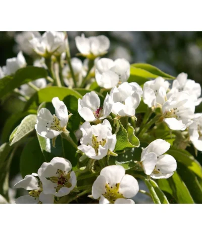 Säulenbirne 'Obelisk' 7 Säulenbirne 'Obelisk' -Haus Pflanzen Welt 7754989 PR DE 002 PyrusBirneSaeulenbirneObeliskPixabay
