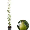 Säulenbirne 'Jeanne D'Arc' -Haus Pflanzen Welt 7754989 WE FS 001 SaeulenbirneObelisk 1