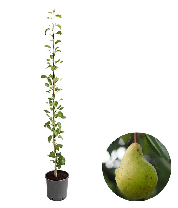 Säulenbirne 'Jeanne D'Arc' 3 Säulenbirne 'Jeanne D'Arc'