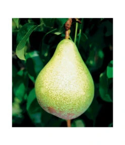 Säulenbirne 'Condo' 7 Säulenbirne 'Condo' -Haus Pflanzen Welt 7754997 BildFS 001 SaeulenbirneCondoSaeulenbirneCondoS