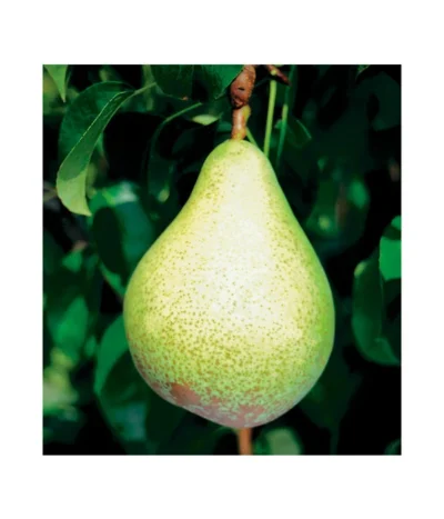 Säulenbirne 'Condo' -Haus Pflanzen Welt 7754997 BildFS 001 SaeulenbirneCondoSaeulenbirneCondoS