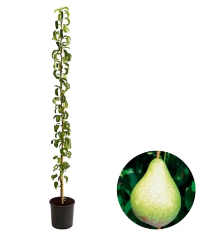 Säulenbirne 'Condo'