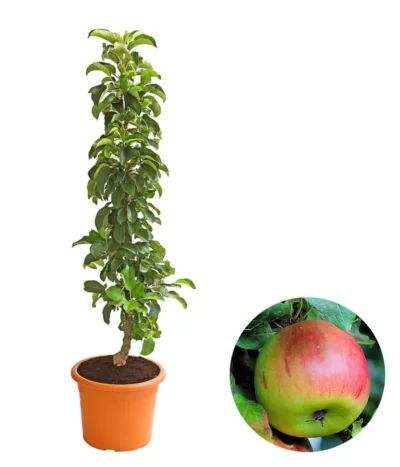 Säulenapfel 'Sonate'