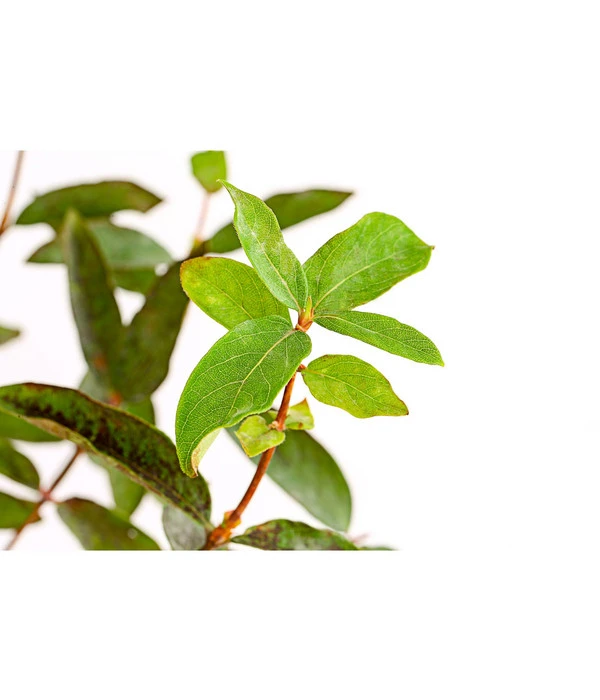 Maibeere 6 Maibeere – Bild 4