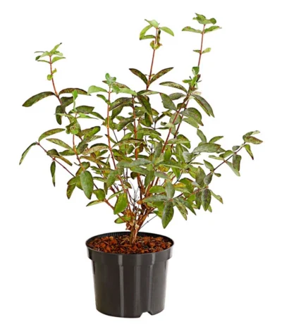 Maibeere -Haus Pflanzen Welt 7756448 PR FS 003 SibirischeBlaubeerePolina3LiterDehnerExpressHerzig