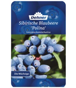 Maibeere 12 Maibeere -Haus Pflanzen Welt 7756448 SibirischeBlaubeerePolina Etikett 1