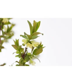 Sibirische Blaubeere 'MyBerry® Sweet' 7 Sibirische Blaubeere 'MyBerry® Sweet' -Haus Pflanzen Welt 7756463 PR DE 001 SibirischeBlaubeereMyBerrySweet5LDehnerExpressZS