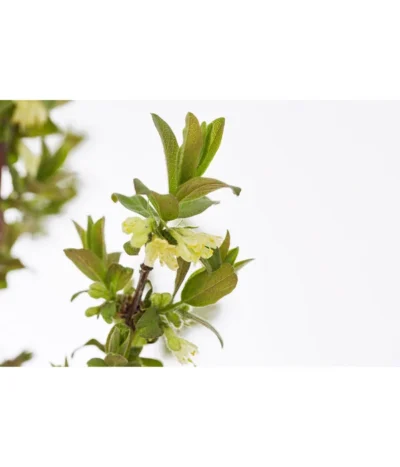 Sibirische Blaubeere 'MyBerry® Sweet' 7 Sibirische Blaubeere 'MyBerry® Sweet' -Haus Pflanzen Welt 7756463 PR DE 001 SibirischeBlaubeereMyBerrySweet5LDehnerExpressZS