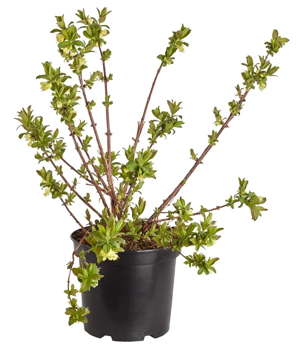 Sibirische Blaubeere 'MyBerry® Sweet' 4 Sibirische Blaubeere 'MyBerry® Sweet' – Bild 2