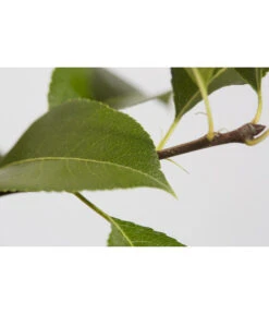 Süßkirsche 'Sunburst' -Haus Pflanzen Welt 7760614 PR DE 001 KirscheSunburstPrunusBusch95LiterDehnerExpressZS