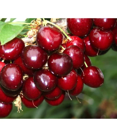 Süßkirsche 'Sunburst' -Haus Pflanzen Welt 7760614 PR MO 001 KirscheSunburst