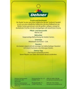 Kirschen-Duo 'Sunburst/Burlat' 11 Kirschen-Duo 'Sunburst/Burlat' -Haus Pflanzen Welt 7760713 Suesskirschen DuoSunburstBurlat Etikett 2