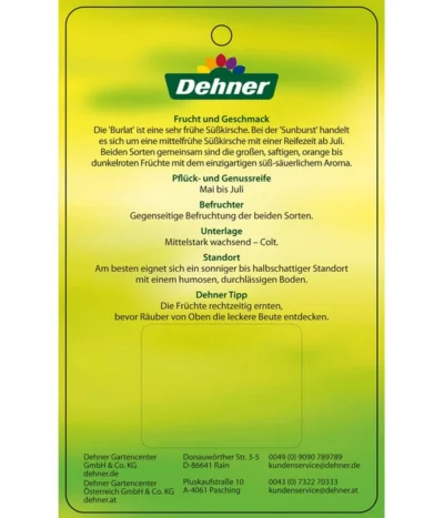 Kirschen-Duo 'Sunburst/Burlat' -Haus Pflanzen Welt 7760713 Suesskirschen DuoSunburstBurlat Etikett 2