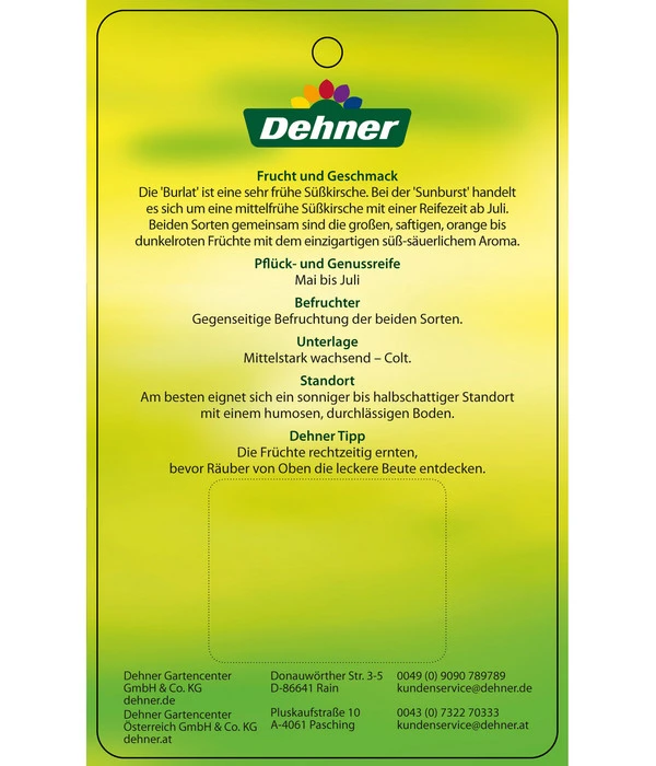 Kirschen-Duo 'Sunburst/Burlat' 7 Kirschen-Duo 'Sunburst/Burlat' – Bild 5