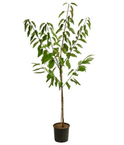 Kirschen-Duo 'Sunburst/Burlat' 8 Kirschen-Duo 'Sunburst/Burlat' -Haus Pflanzen Welt 7760713 WE FS 001 PrunusKirscheDuoSunburstBurlat