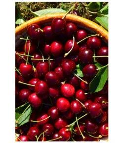 Kirschen-Duo 'Sunburst/Burlat' 9 Kirschen-Duo 'Sunburst/Burlat' -Haus Pflanzen Welt 7760713 WE MO 001 KirschenDuoSunurstBurlat Pixabay