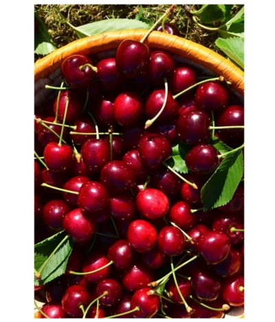 Kirschen-Duo 'Sunburst/Burlat' -Haus Pflanzen Welt 7760713 WE MO 001 KirschenDuoSunurstBurlat Pixabay