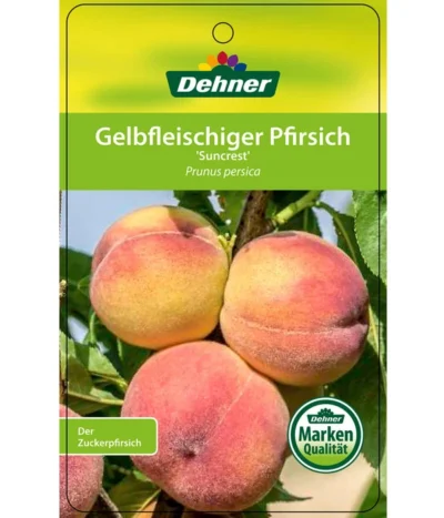 Pfirsich 'Suncrest' -Haus Pflanzen Welt 7760754 GelbfleischigerPfirsichSuncrest Etikett 1