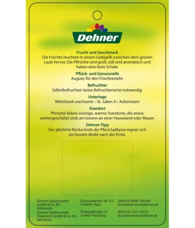 Pfirsich 'Suncrest' -Haus Pflanzen Welt 7760754 GelbfleischigerPfirsichSuncrest Etikett 2
