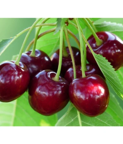 Süßkirsche 'Tamara'