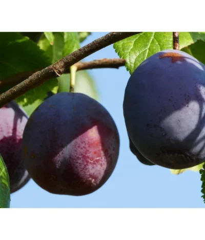 Dehner Pflaume 'The Czar'