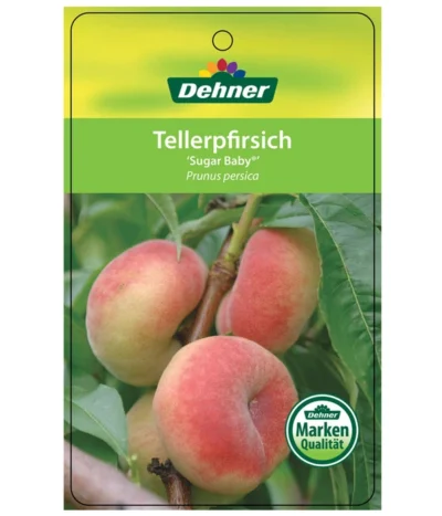 Tellerpfirsich 'Sugar Baby' -Haus Pflanzen Welt 7763352 TellerpfirsichSugarBaby Etikett 1