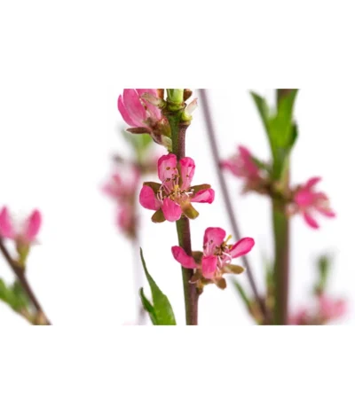 Tellerpfirsich 'Sugar Baby' -Haus Pflanzen Welt 7763352 WE DE 001 PrunusTellerpfirsichSugarBaby