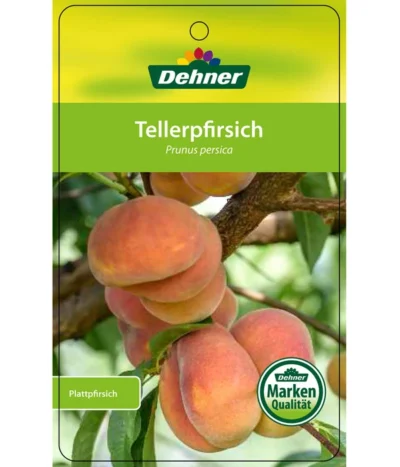 Dehner Tellerpfirsich -Haus Pflanzen Welt 7763378 Tellerpfirsich Etikett 1