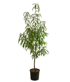 Tellernektarine -Haus Pflanzen Welt 7763386 WE FS 001 PrunusTellernektarineDehnerExpressHerzig