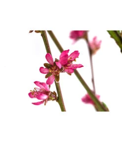 Teller-Nektarine 'Honey®' -Haus Pflanzen Welt 7763394 WE DE 003 PrunusTellernektarineHoney