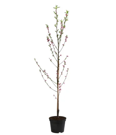 Teller-Nektarine 'Honey®' 8 Teller-Nektarine 'Honey®' -Haus Pflanzen Welt 7763394 WE FS 002 PrunusTellernektarineHoney