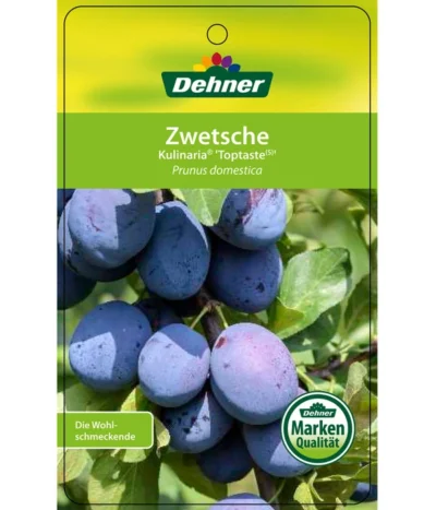Zwetschge 'Kulinaria-Toptaste' 8 Zwetschge 'Kulinaria-Toptaste' -Haus Pflanzen Welt 7763881 ZwetscheKulinariaToptaste Etikett 1